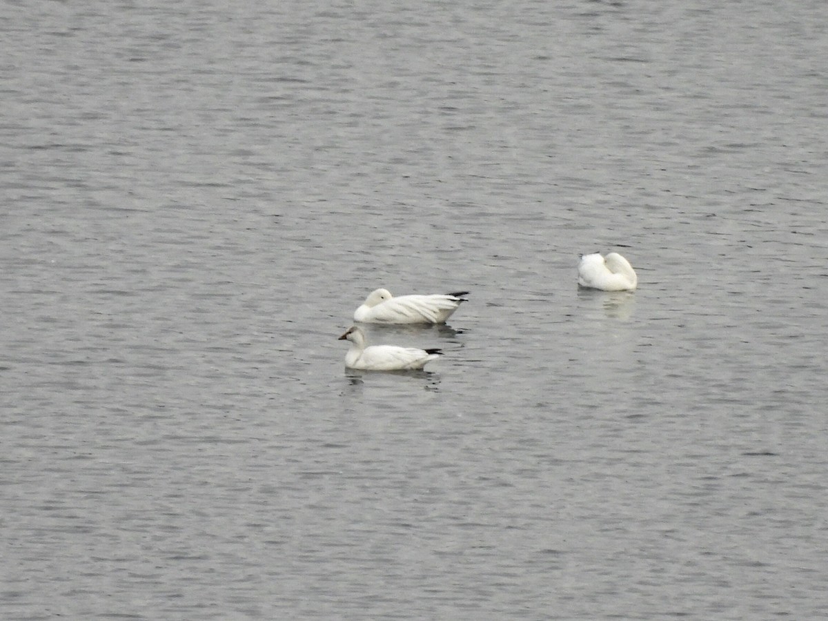 Ross's Goose - ML644318474