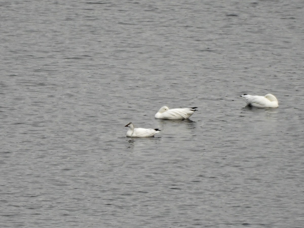 Ross's Goose - ML644318483