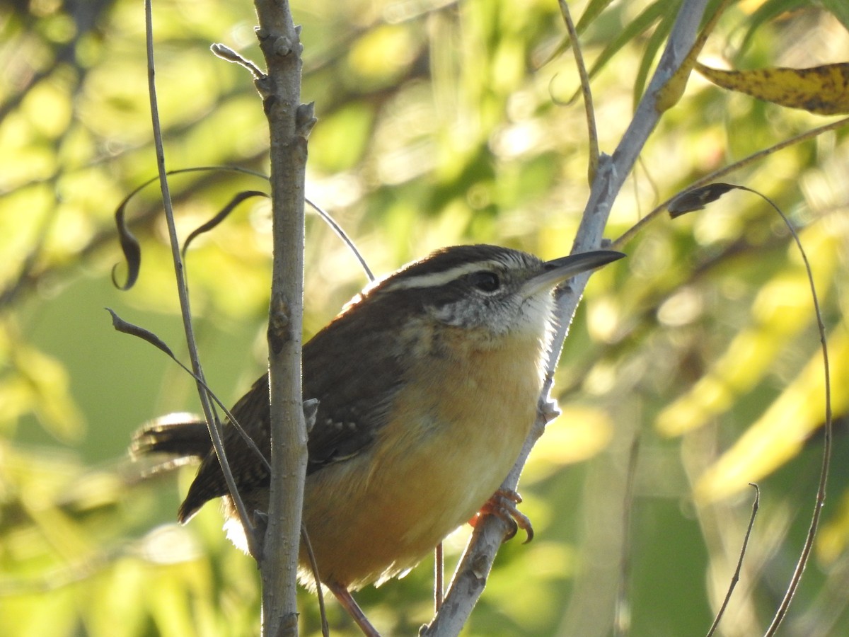 Carolina Wren - ML644318489