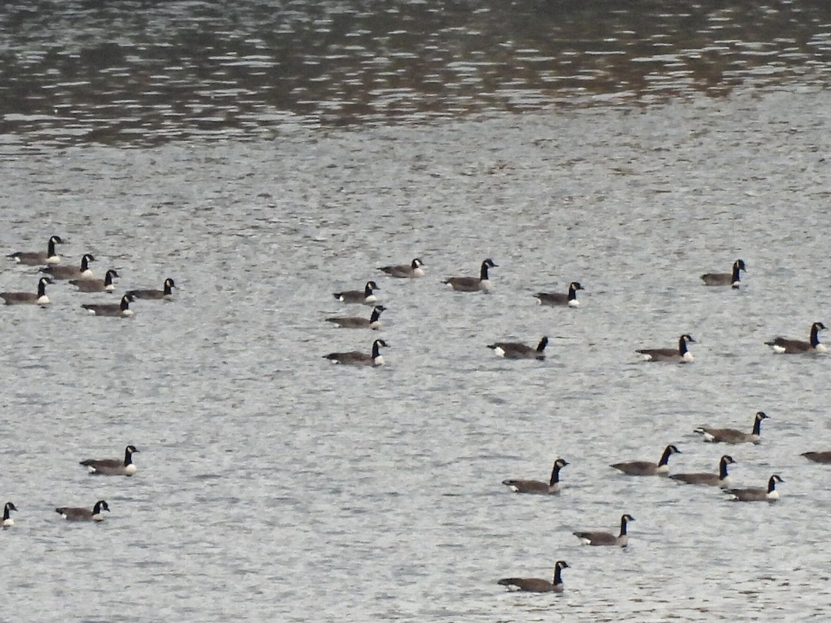 Cackling Goose - ML644318510