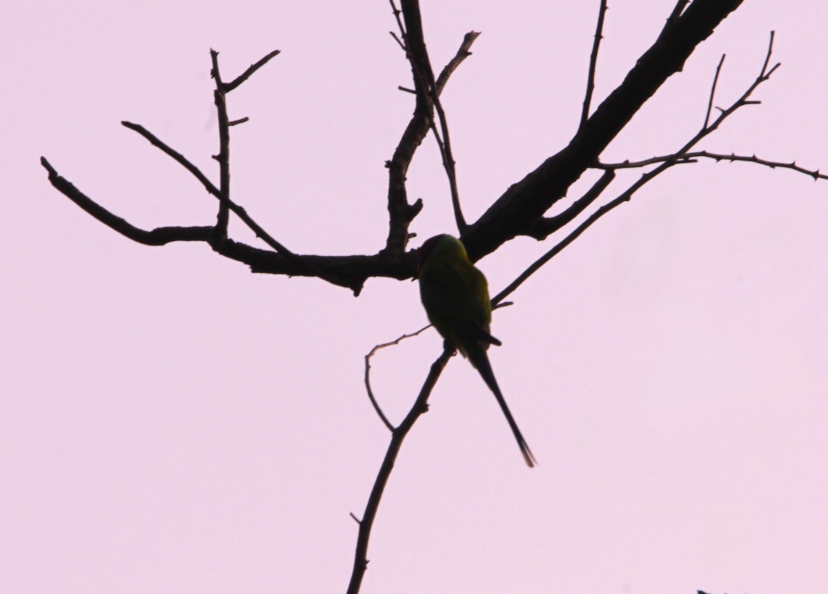 Plum-headed Parakeet - ML644318514