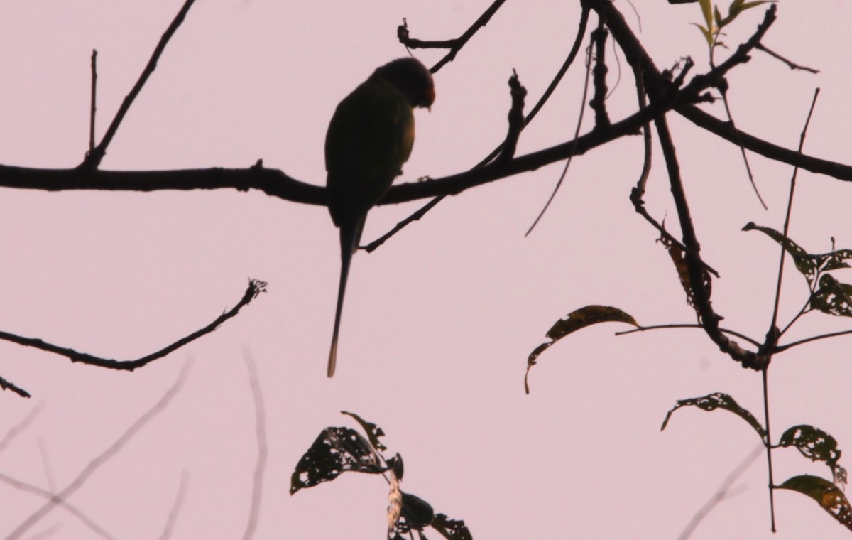 Plum-headed Parakeet - ML644318515