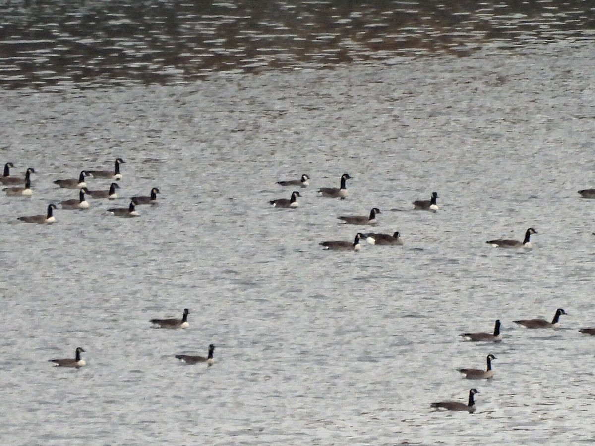 Cackling Goose - ML644318529