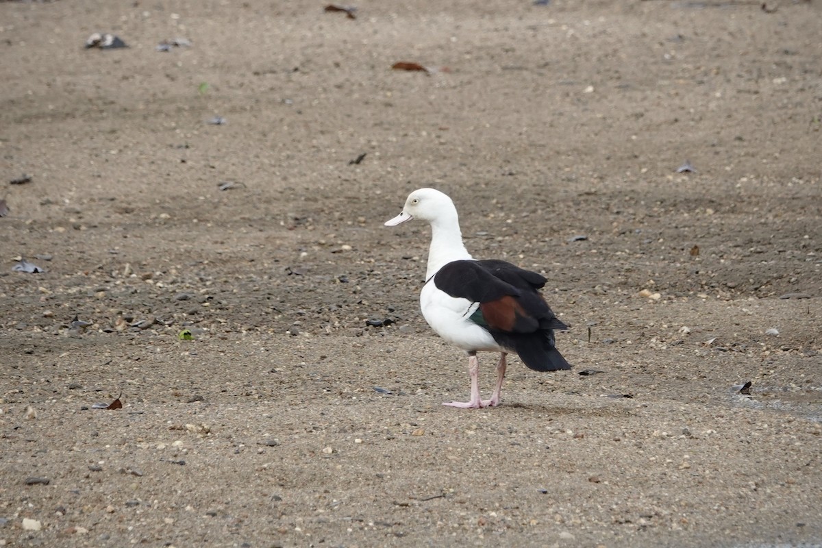 husice bělohlavá - ML644318544