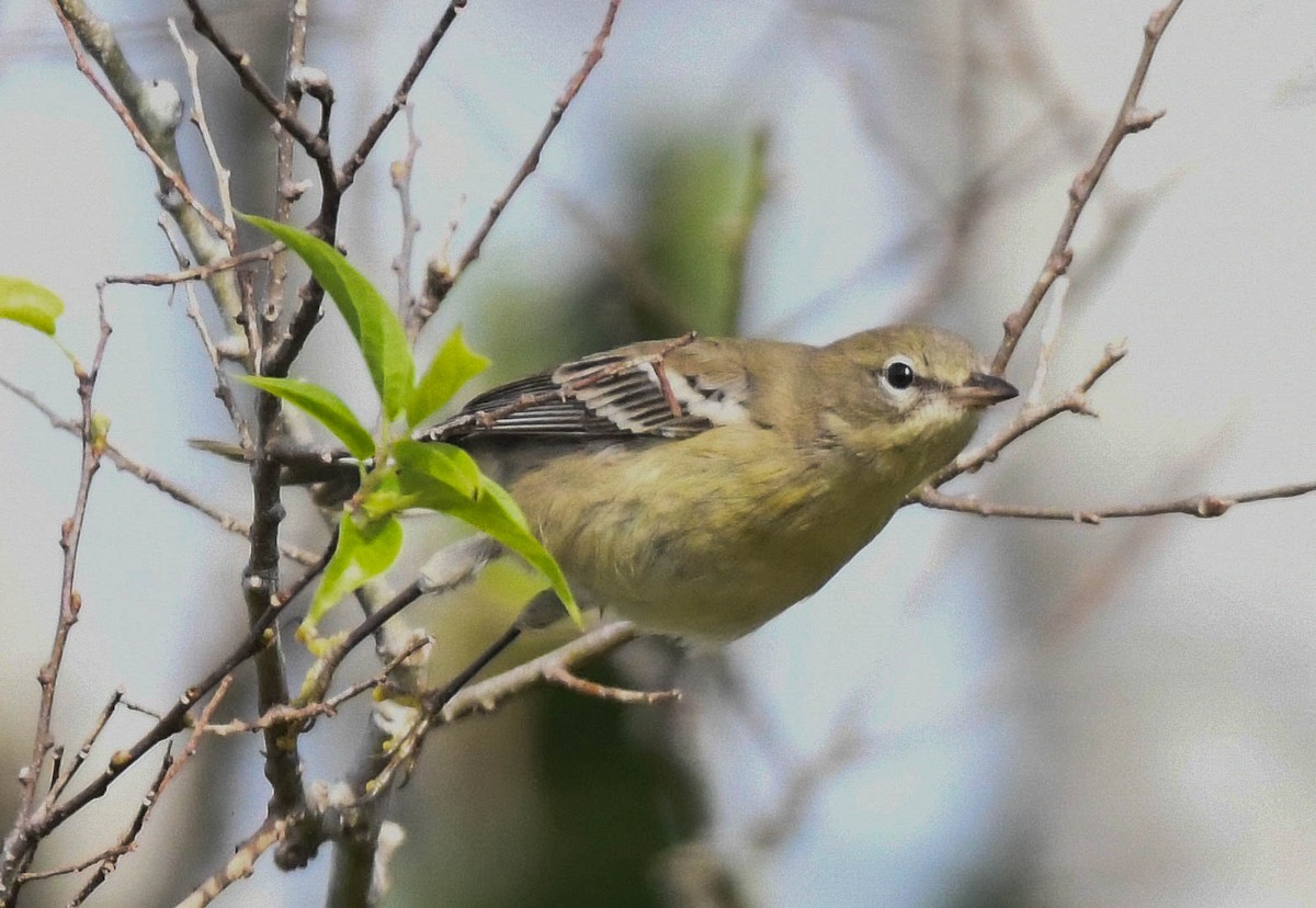 Kiefernwaldsänger - ML644318549