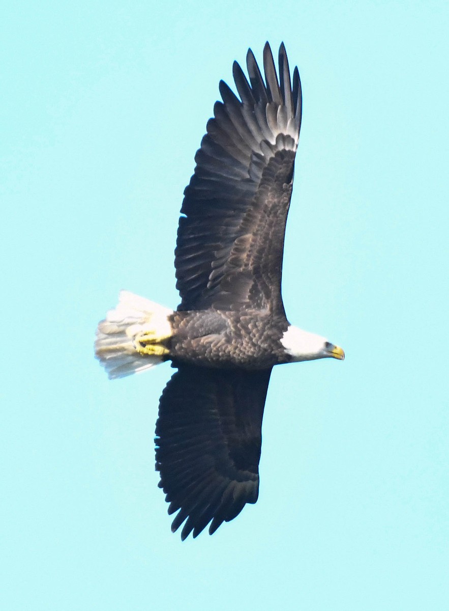 Weißkopf-Seeadler - ML644318556