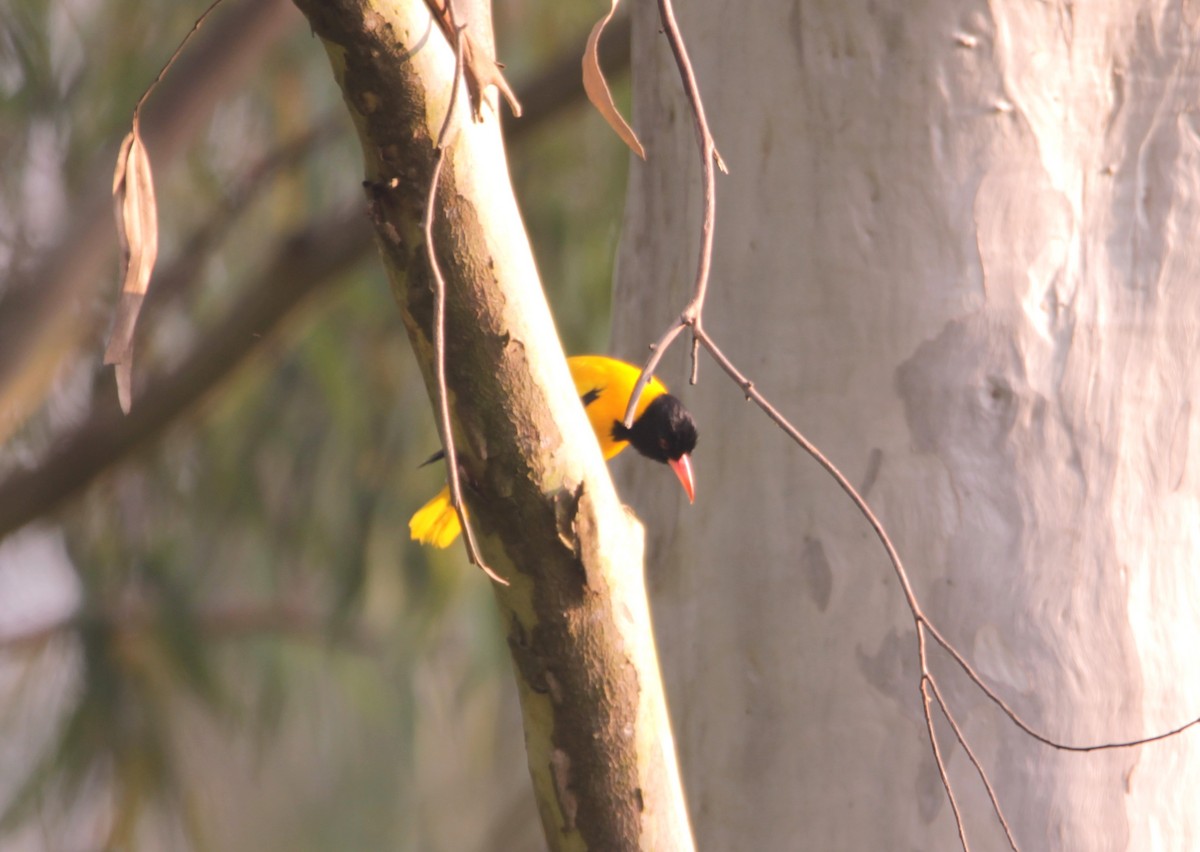 Black-hooded Oriole - ML644318575