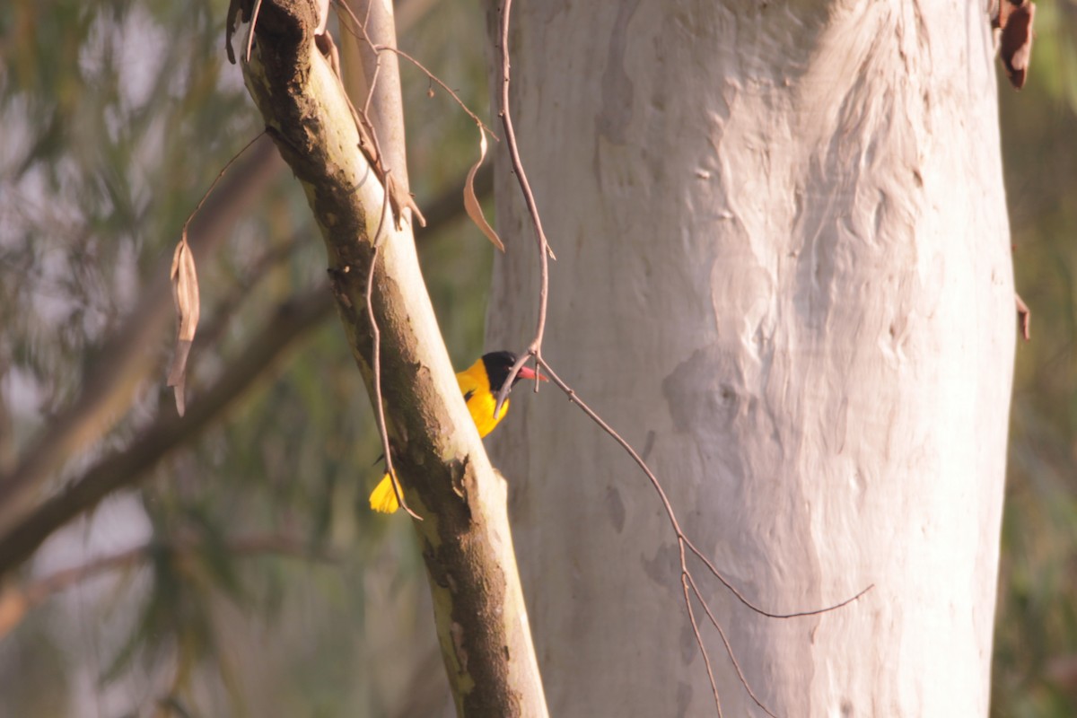 Black-hooded Oriole - ML644318576