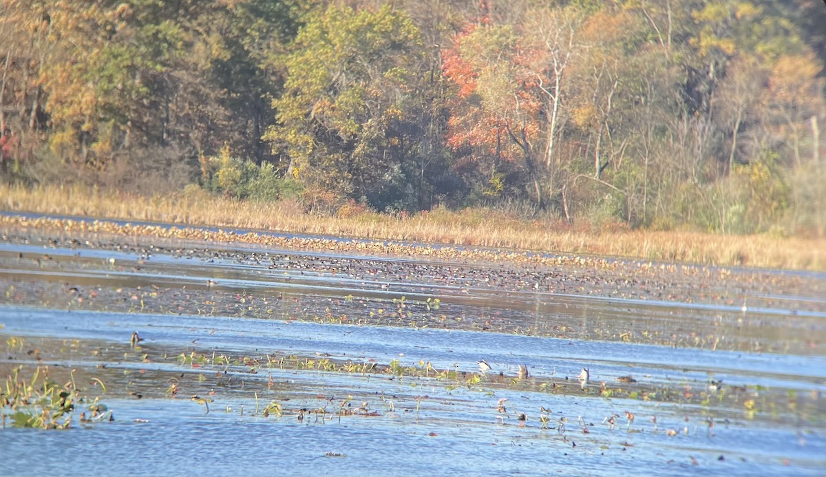 Moretta dal collare - ML644318578