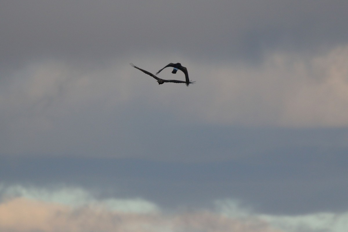 ハイイロチュウヒ - ML644318579