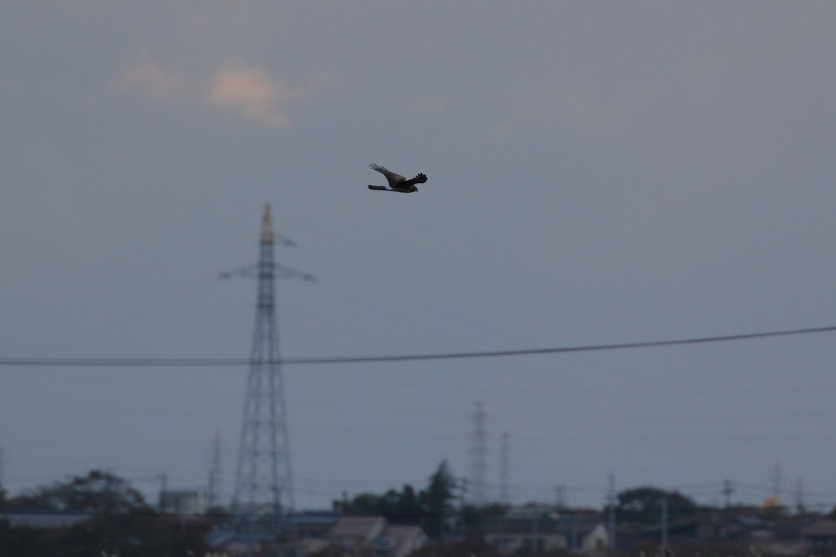 ハイイロチュウヒ - ML644318581