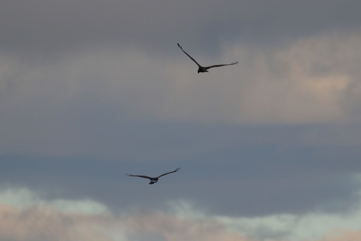 ハイイロチュウヒ - ML644318582