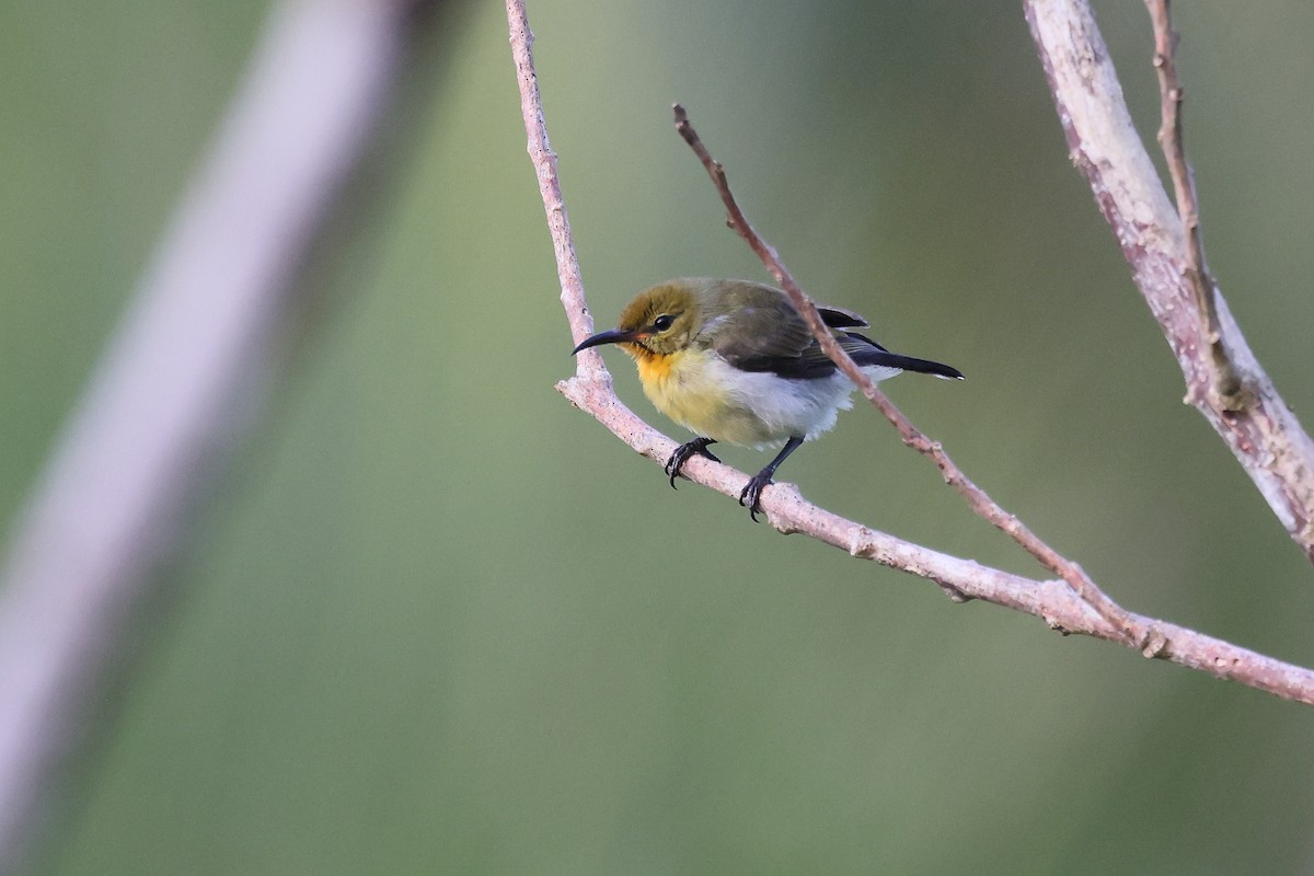 strdimil černý (ssp. talautensis/sangirensis) - ML644318585