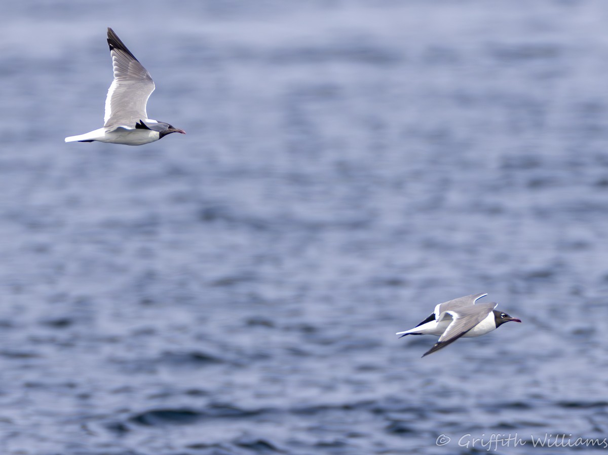 Laughing Gull - ML644318587