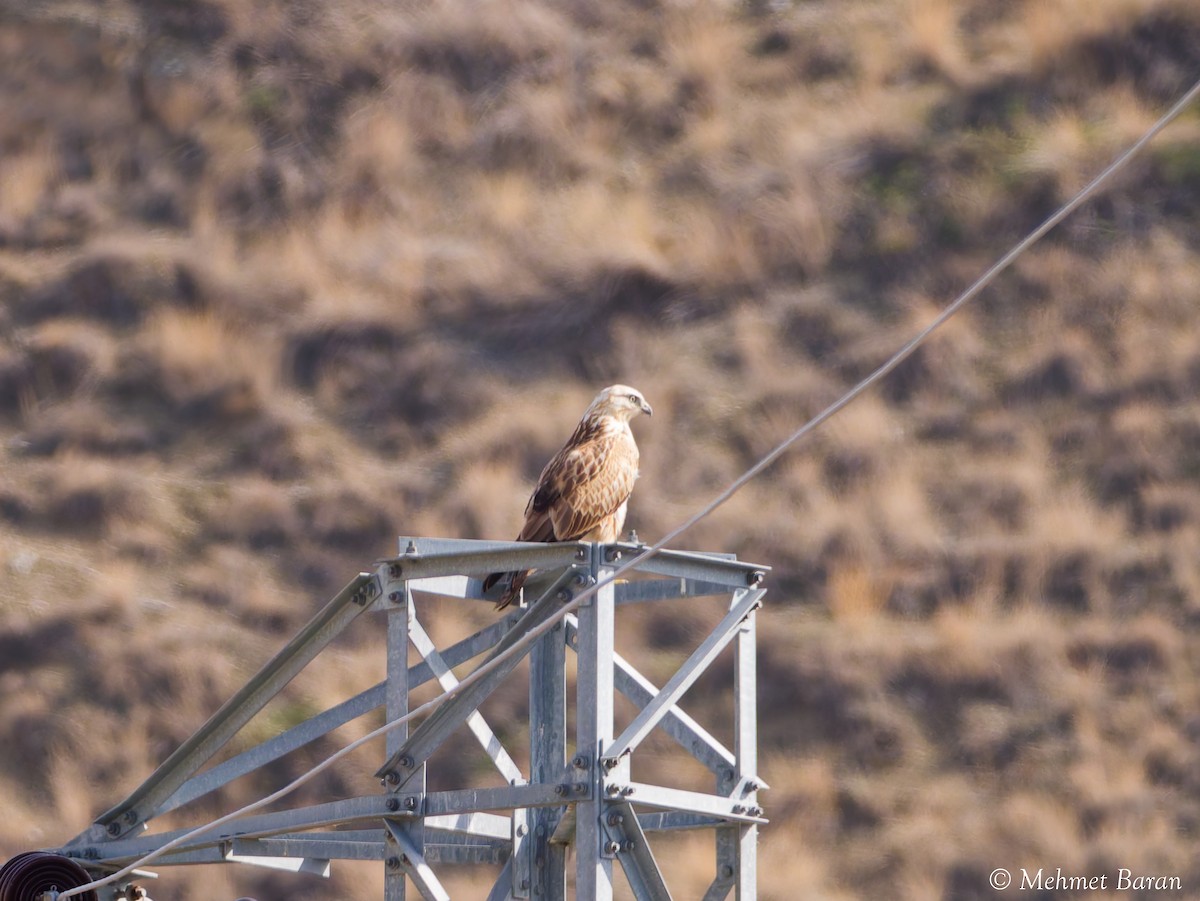 ニシオオノスリ - ML644318589