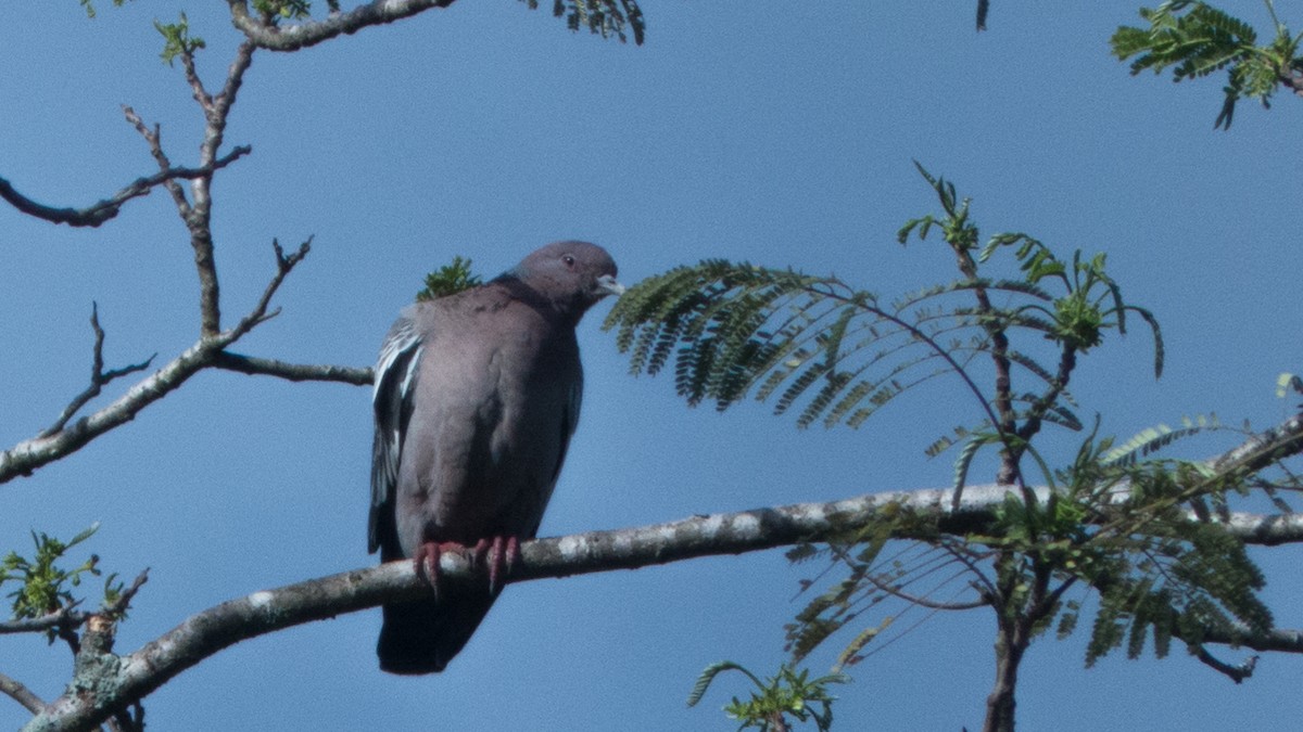 Голуб аргентинський - ML644318591