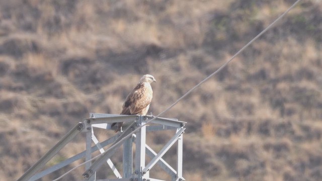 Long-legged Buzzard - ML644318594