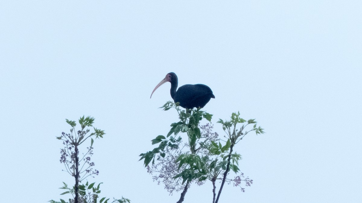Bare-faced Ibis - ML644318605