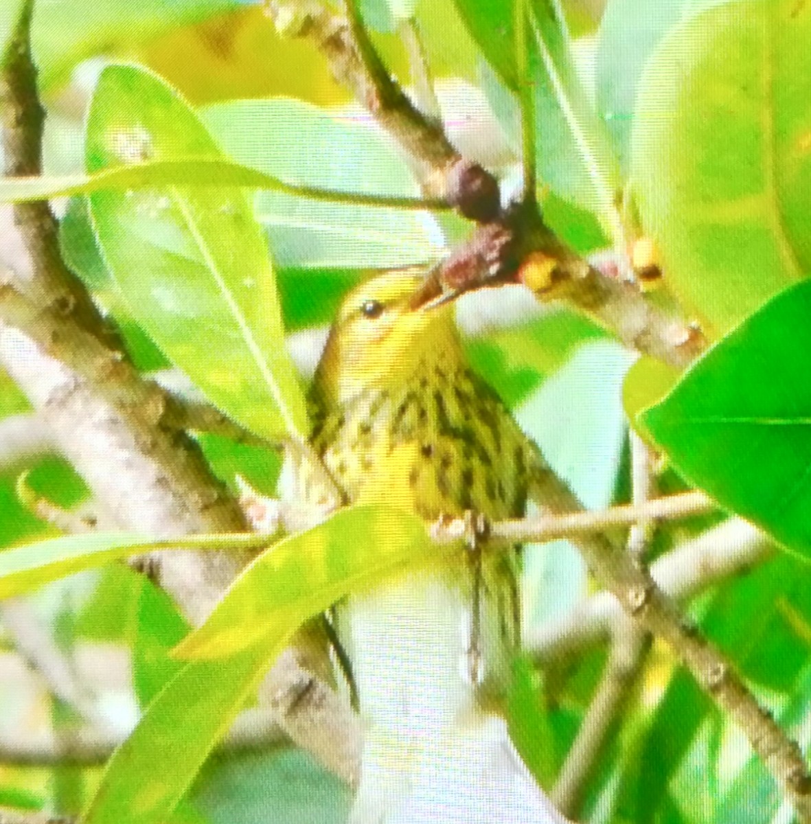 Kaplan Ötleğeni - ML644318612