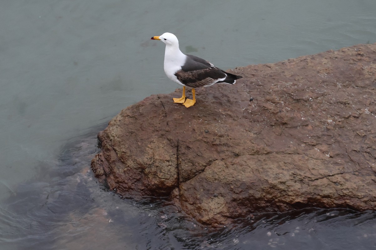 Goéland siméon - ML644318616