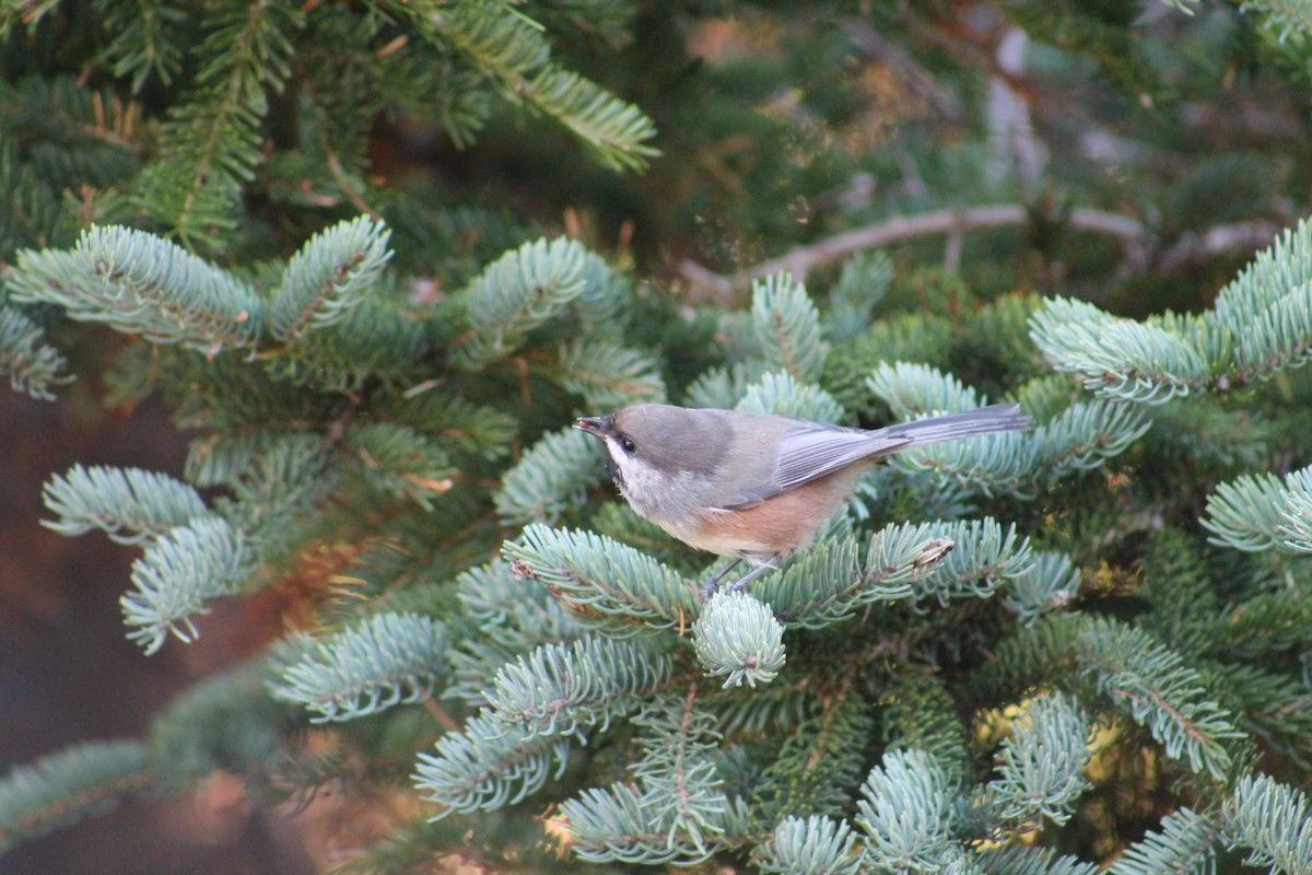 Mésange à tête brune - ML644318644