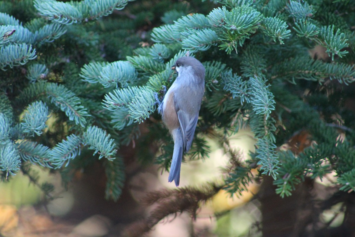 Mésange à tête brune - ML644318645
