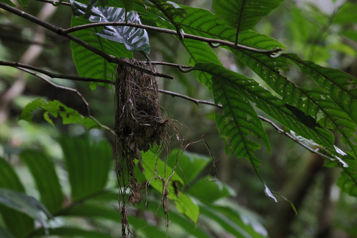 Cerulean Flycatcher - ML644318654