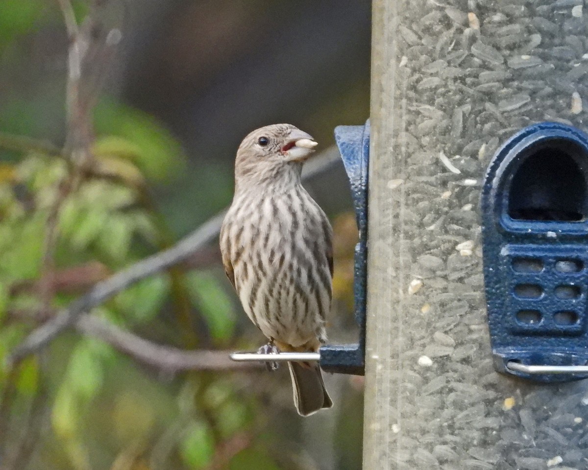 Camachuelo Mexicano - ML644318664