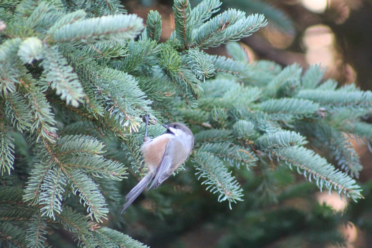 Mésange à tête brune - ML644318670