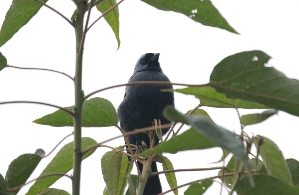 Diademed Tanager - ML644318676