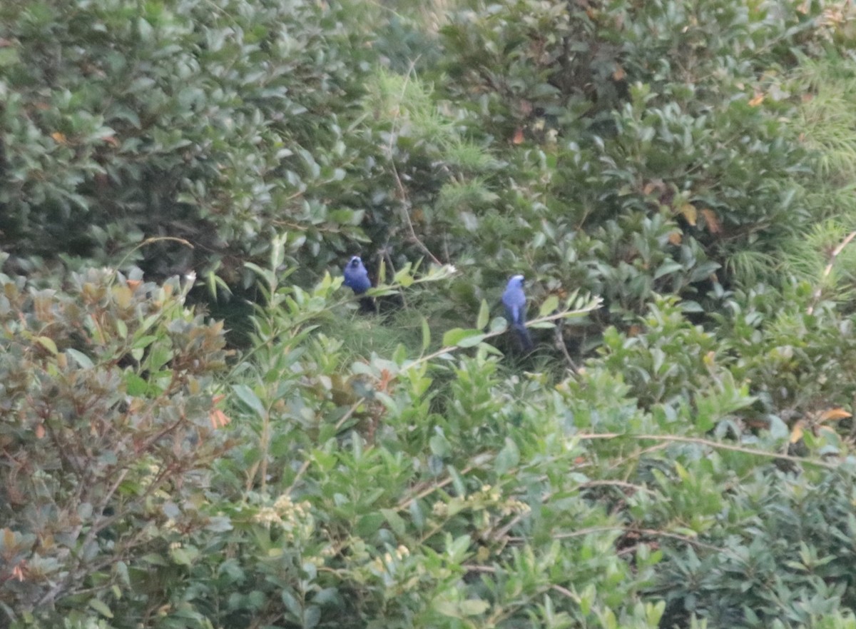 Diademed Tanager - ML644318677