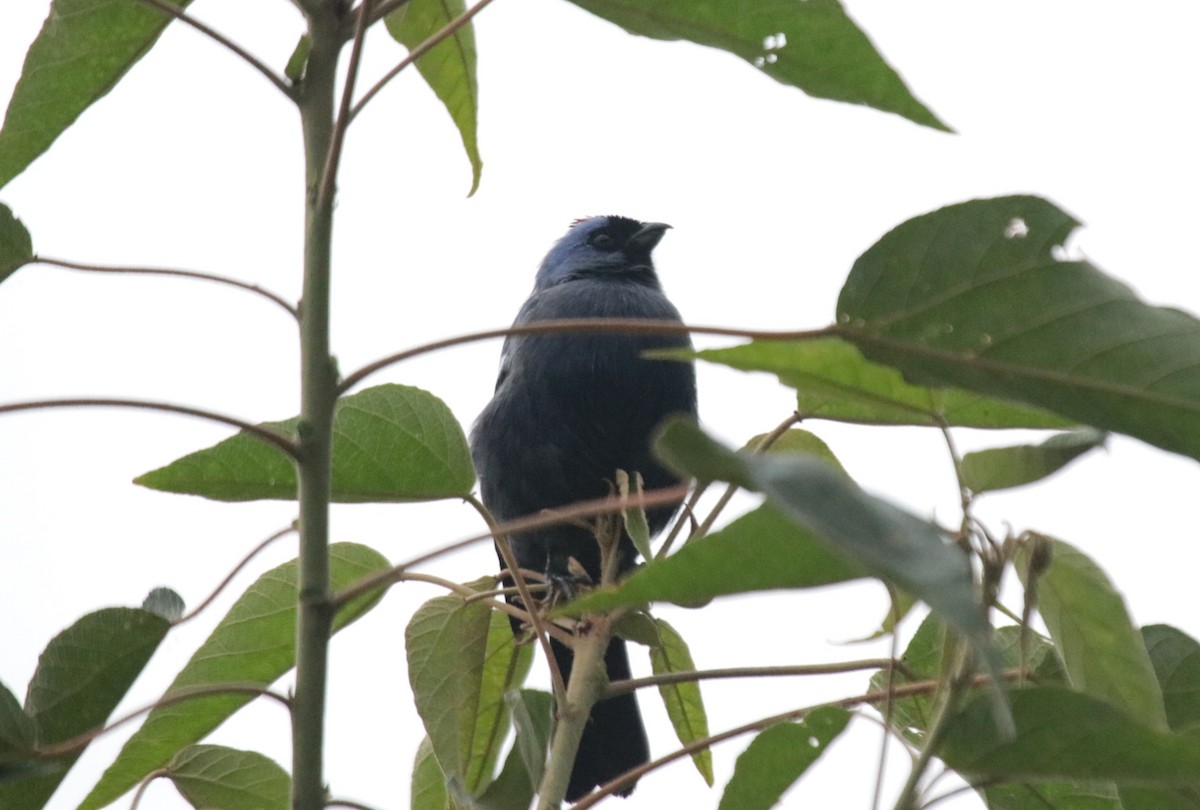 Diademed Tanager - ML644318679