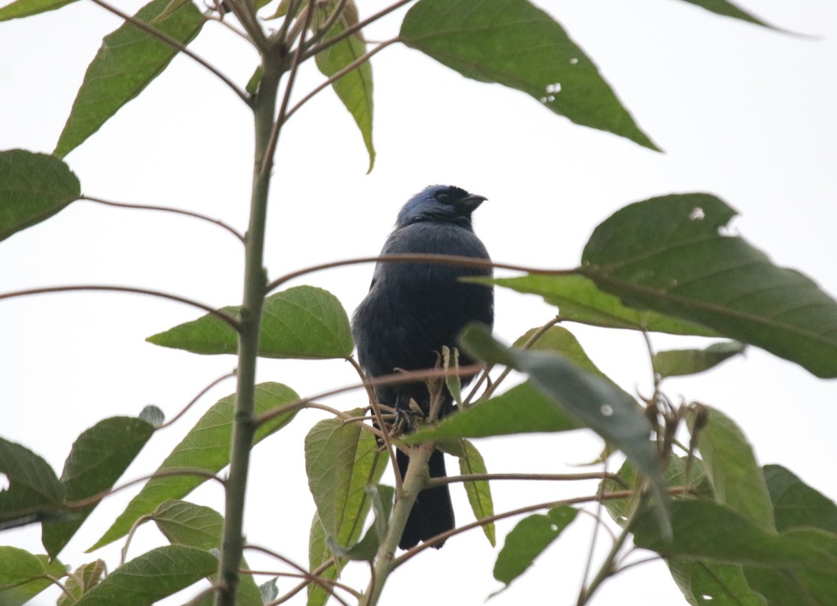 Diademed Tanager - ML644318680