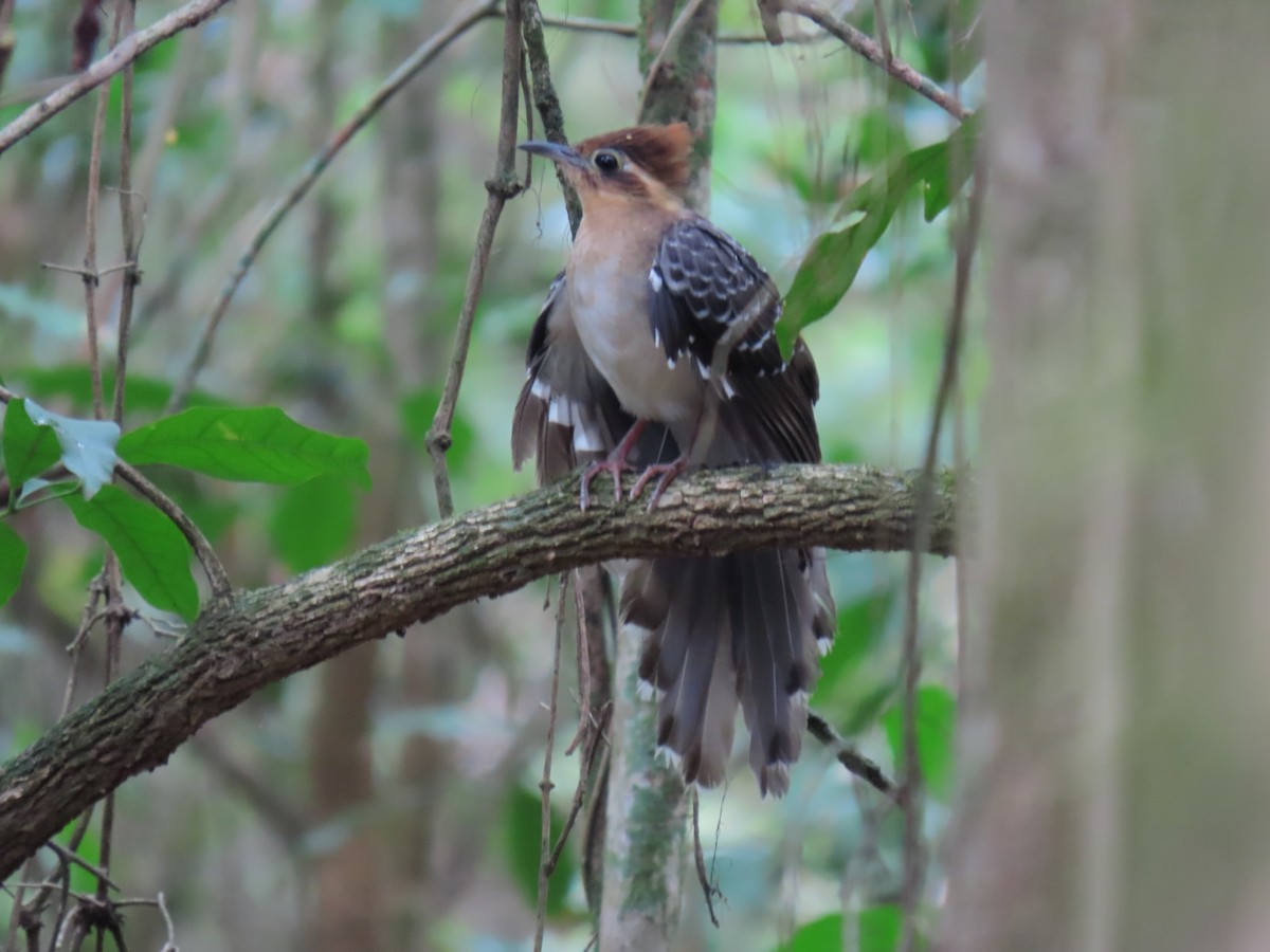 Tavus Guguğu - ML644318682