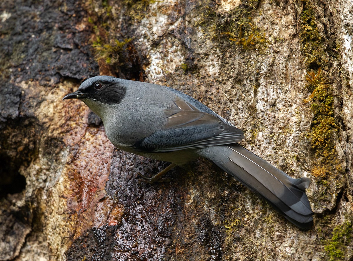 Beautiful Sibia - ML644318683