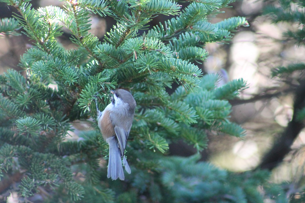 Mésange à tête brune - ML644318691