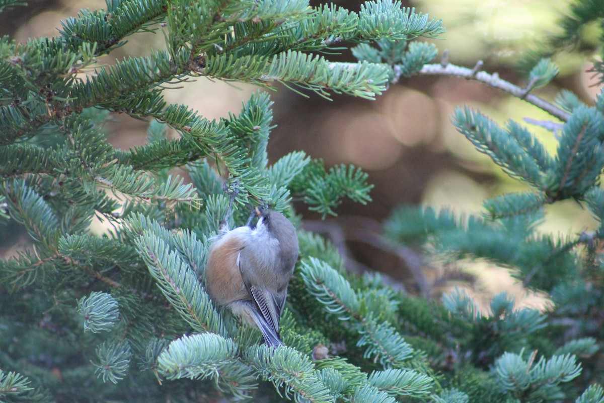 Mésange à tête brune - ML644318692