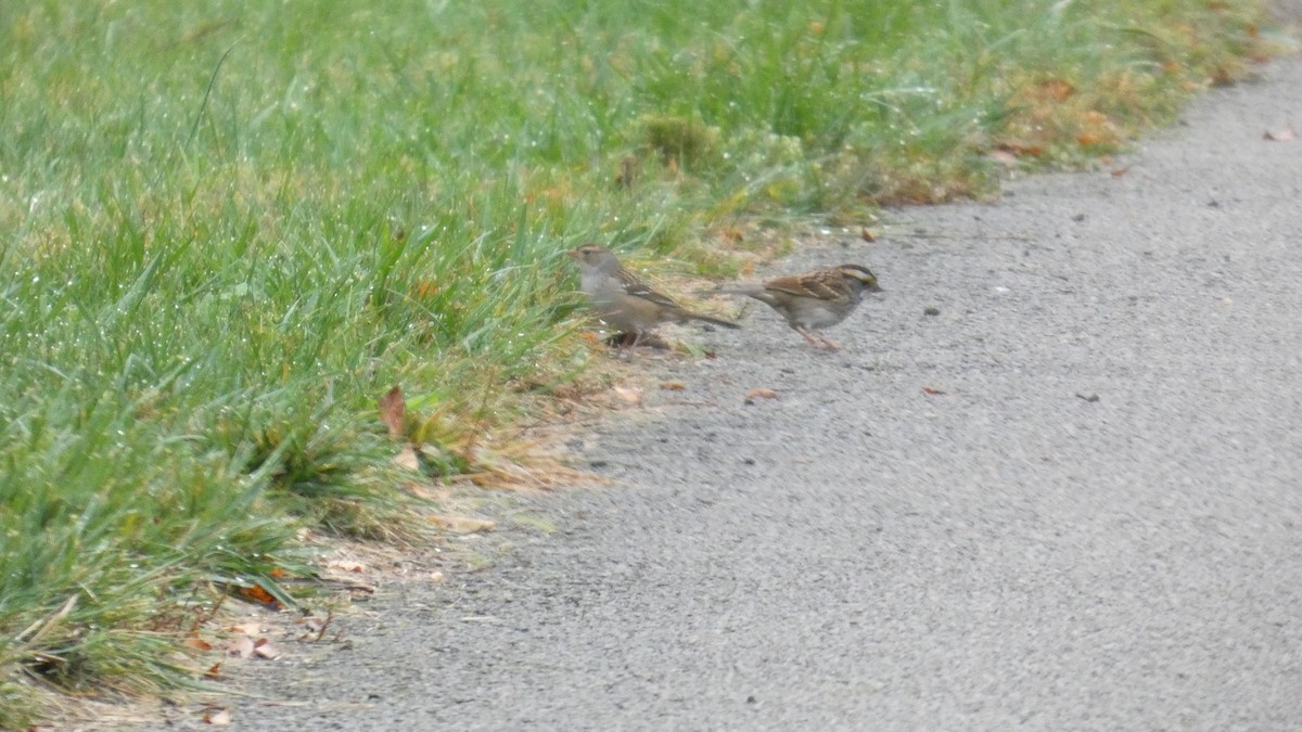 Dachsammer - ML644318715