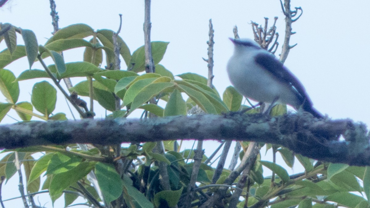 Masked Water-Tyrant - ML644318721