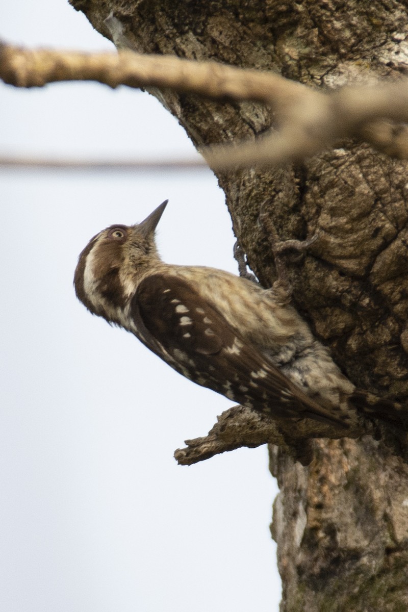 チャガシラコゲラ - ML644318722