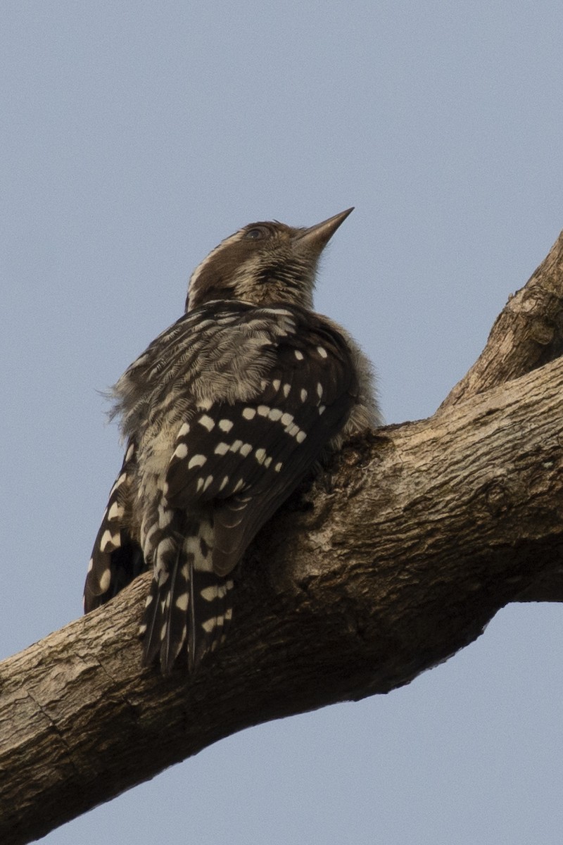 チャガシラコゲラ - ML644318723