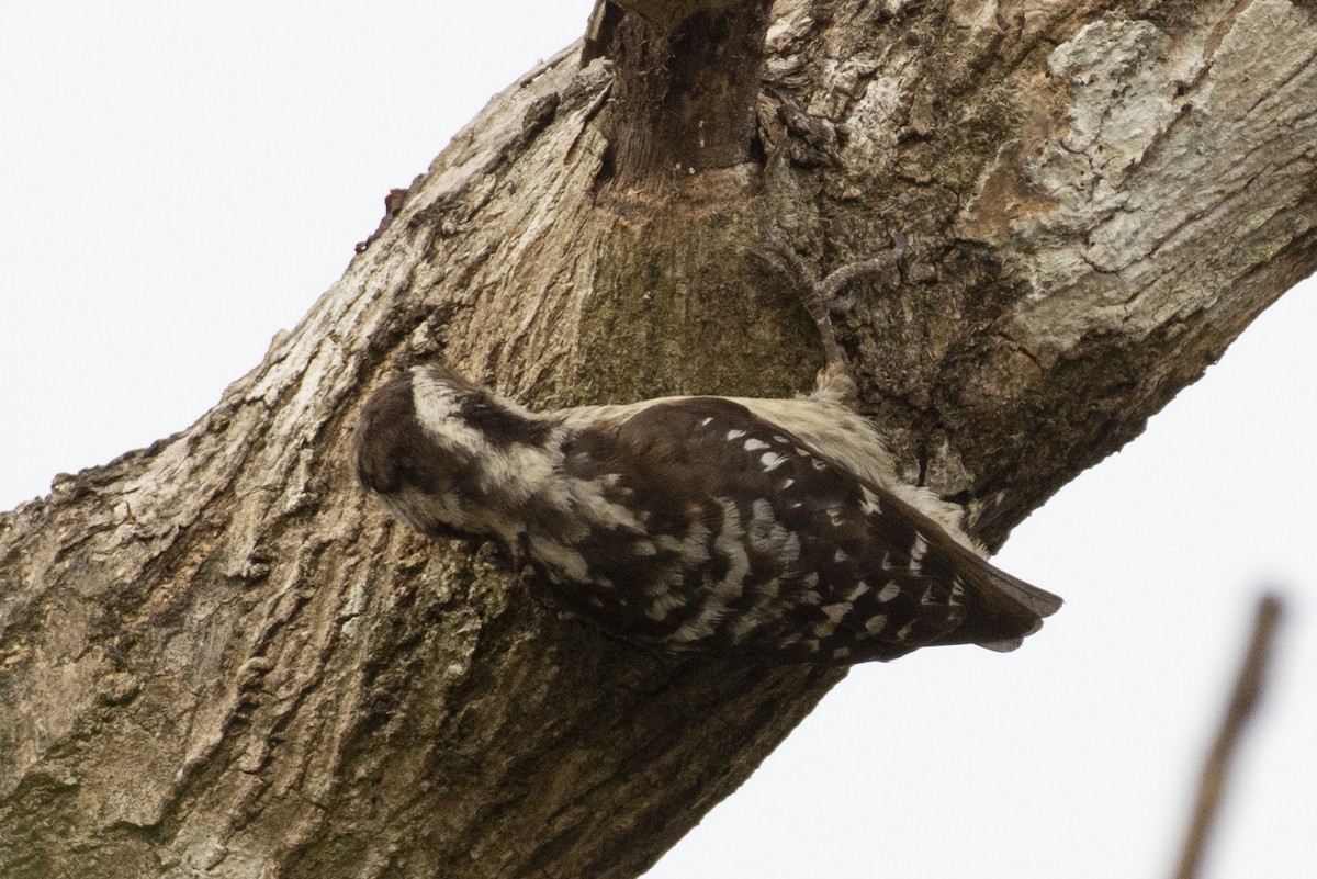 チャガシラコゲラ - ML644318724