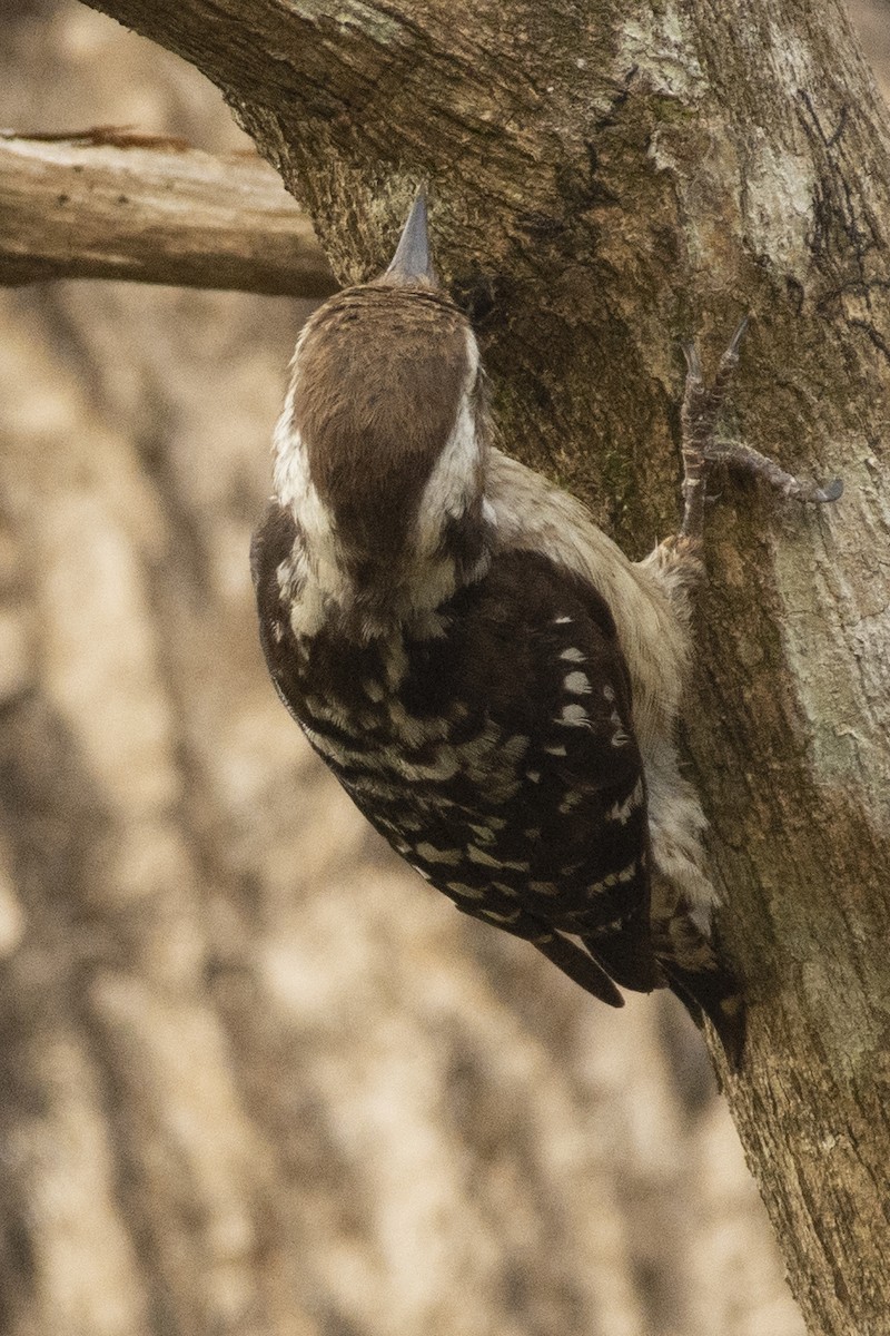 チャガシラコゲラ - ML644318725