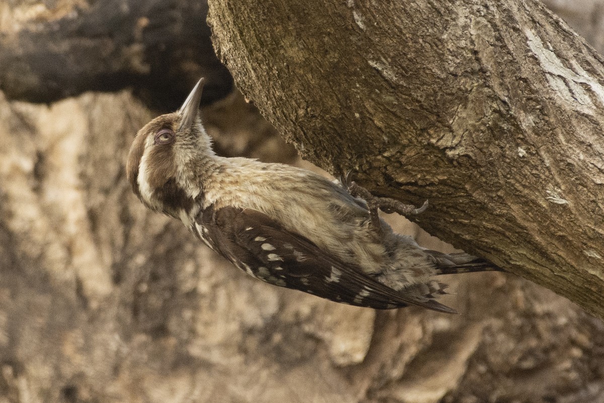 チャガシラコゲラ - ML644318726