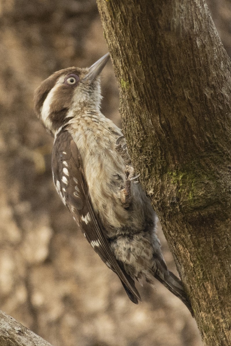 チャガシラコゲラ - ML644318727