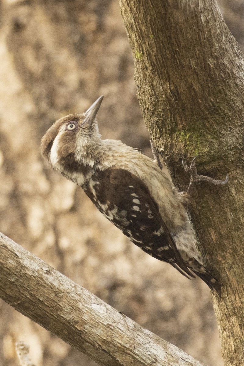 チャガシラコゲラ - ML644318728