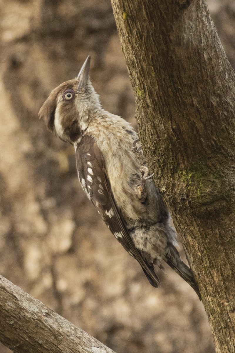 チャガシラコゲラ - ML644318729