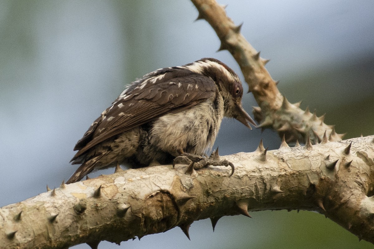 チャガシラコゲラ - ML644318730