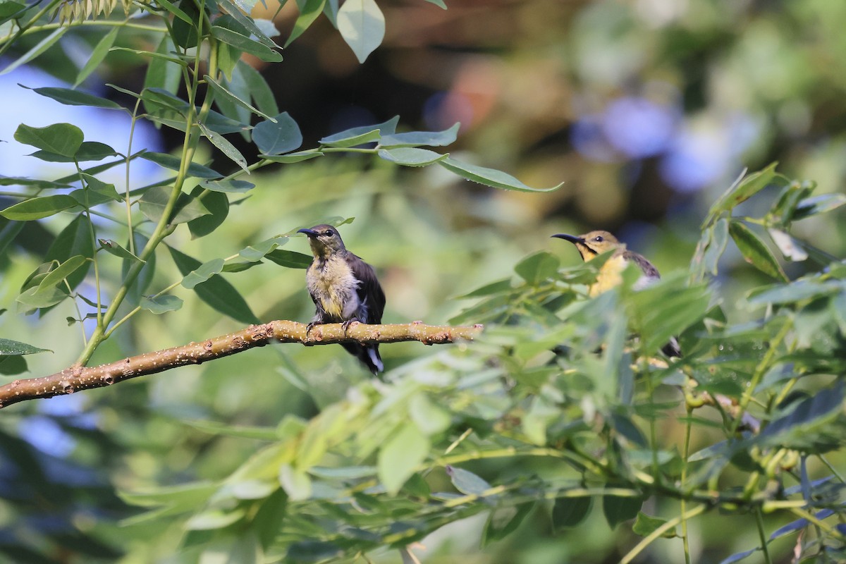 strdimil černý (ssp. talautensis/sangirensis) - ML644318741