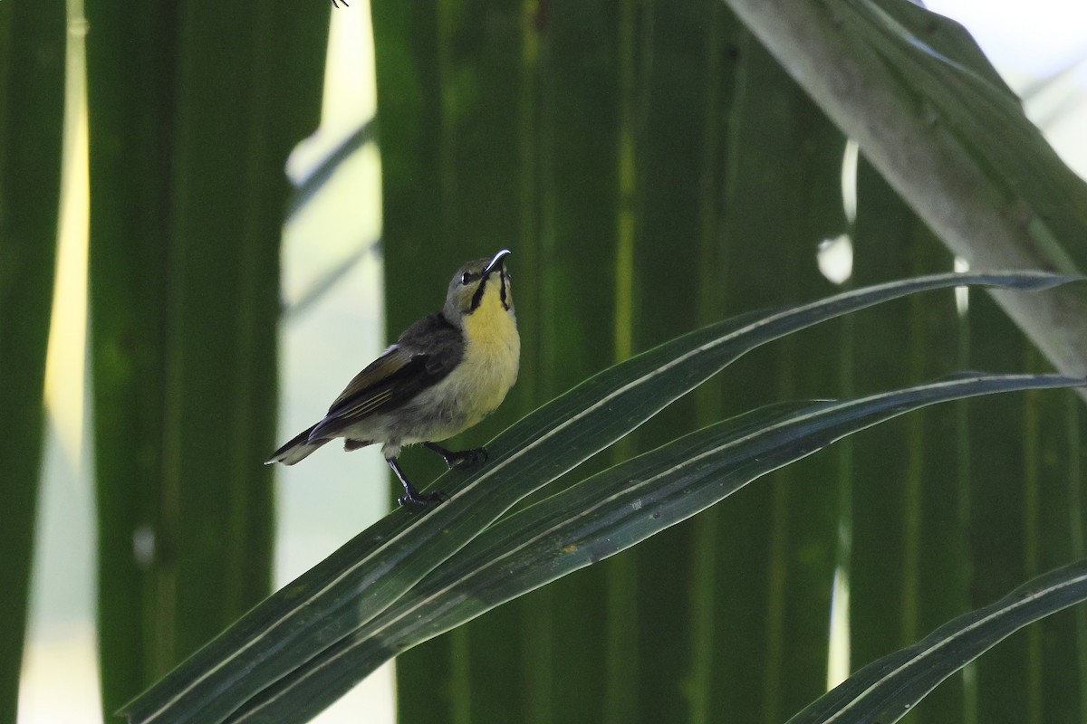 strdimil černý (ssp. talautensis/sangirensis) - ML644318742